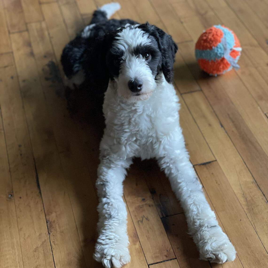 Boogie, a 3.5 year old pup from Durham voted the cutest dog in the Triangle area.