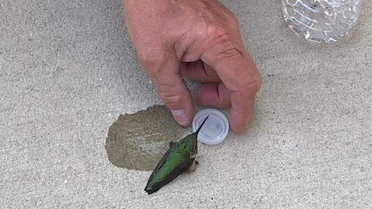 Richburg, South Carolina firefighters nurse a hummingbird back to health with a cap full of water.