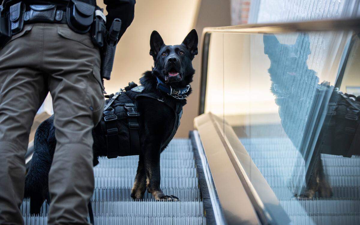 A gun-sniffing German shepherd named Cigan rides an escalator while on his first patrol at The Streets at Southpoint mall in Durham, N.C. with his handler, canine security officer Leo DuPont, Wednesday, Dec. 22, 2021.