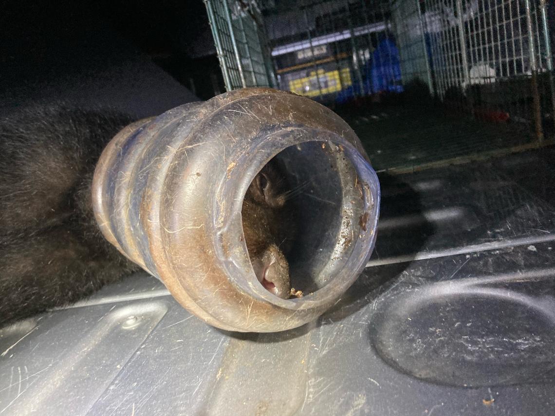 The jug on the bear cub’s head was an automatic pet feeder, a wildlife official says.