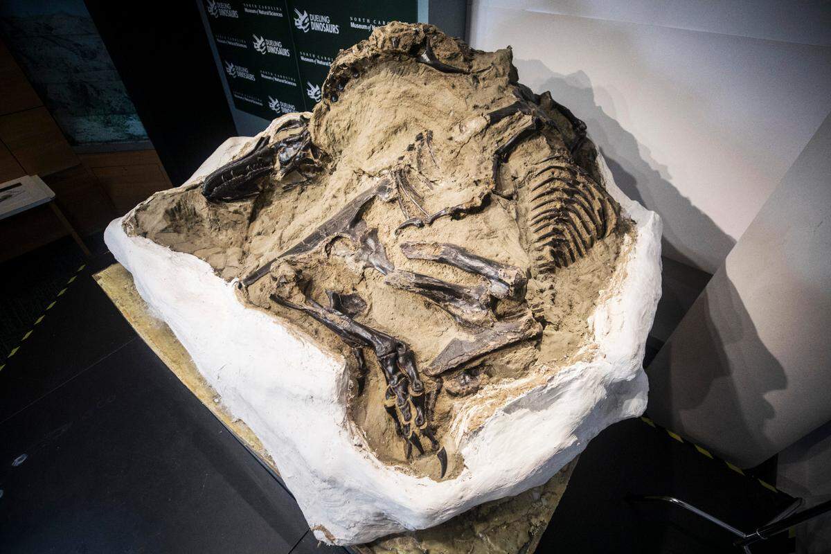 In May of 2021 the NC Museum of Natural Sciences will break ground on a new exhibit, called “Dueling Dinosaurs,” featuring what is widely considered one of the greatest-ever fossil finds. The complete skeleton of a juvenile Tyrannosaurus, pictured here on Oct. 26, 2020 in Raleigh, N.C., and the remains of a Triceratops were found buried together in Montana in 2006. Now, paleontologists will research this pair of dinosaur fossils, estimated to be around 67 million years old, in a publicly accessible lab.