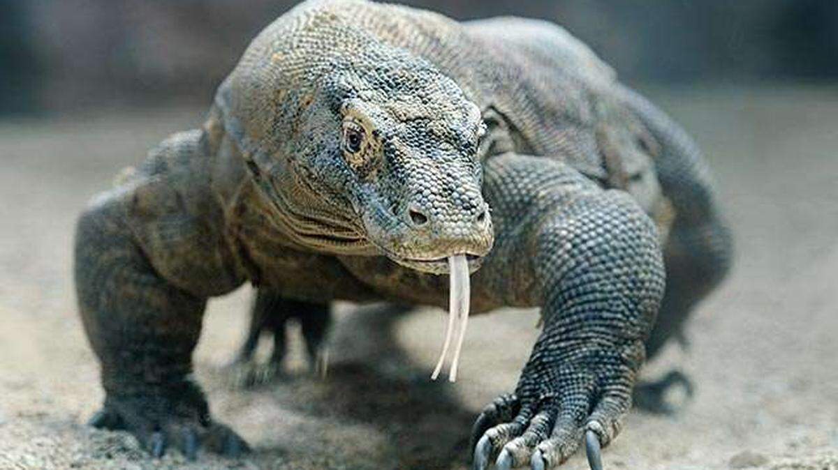 Asia, the exhibit under construction now at the N.C. Zoo, will features a collection of animals including tigers and komodo dragons.