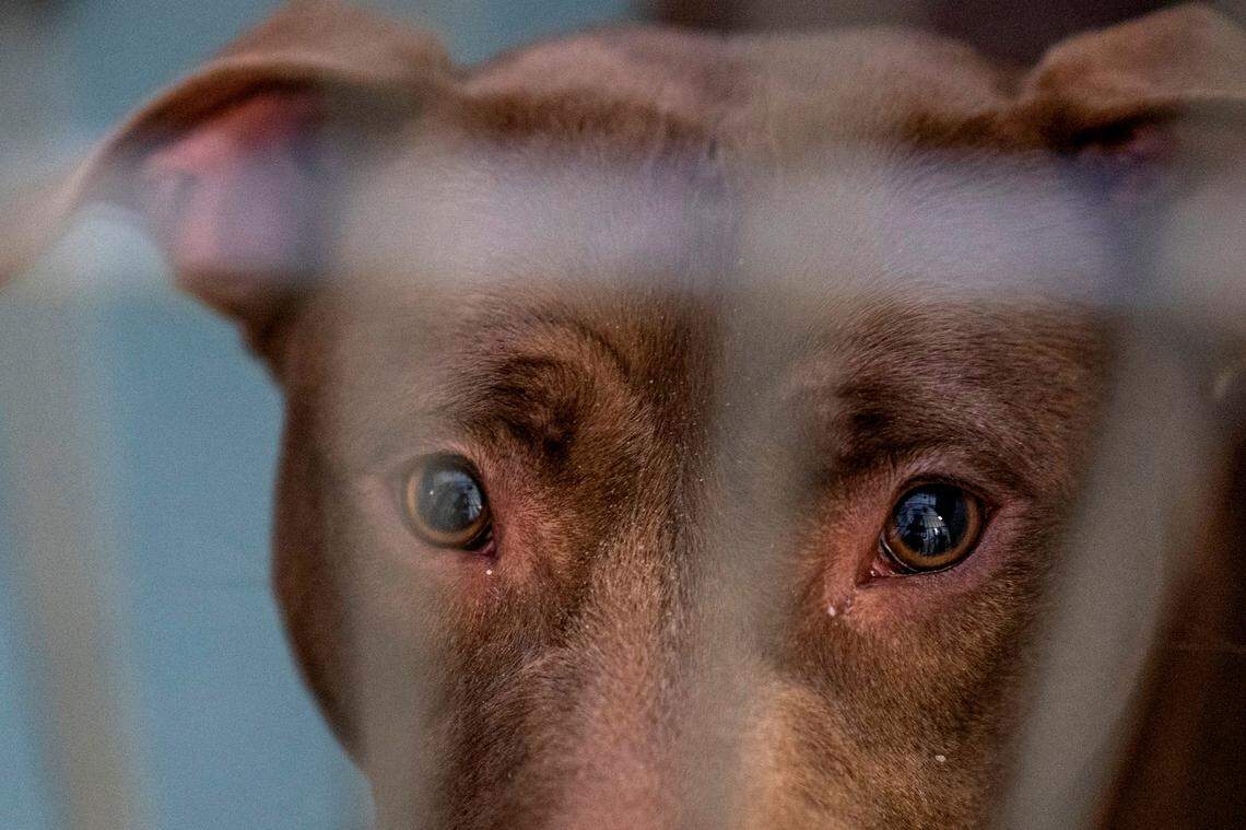 A dog waits to be adopted at the Wake County Animal Center in Raleigh, N.C. on Wednesday, June 22, 2022. As a government-run open intake animal shelter, Wake County Animal Center is legally obligated to accept every small domestic animal brought to its doorstep. But with space running low, the shelter is asking community members for help.
