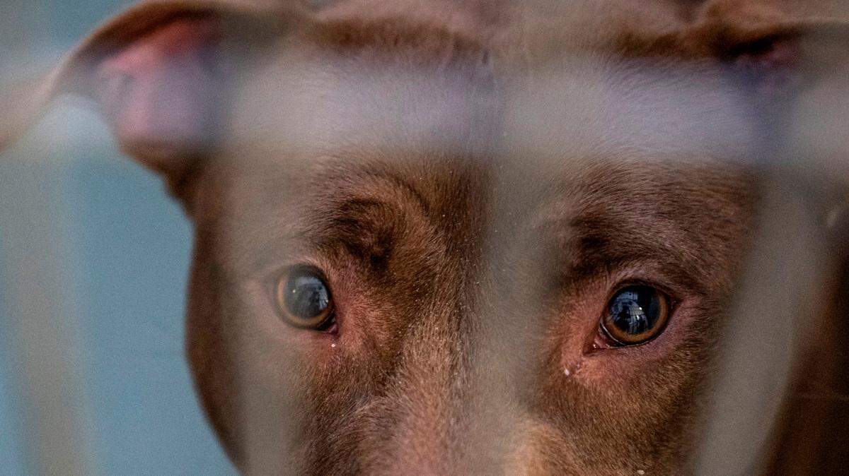 What are no-kill animal shelters and how do they work?