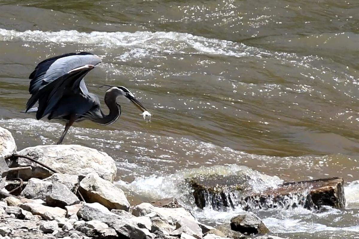 A heron catches lunch where the Milburnie Dam once stood on the Neuse River in Raleigh,N.C., Wednesday, May 2, 2018.