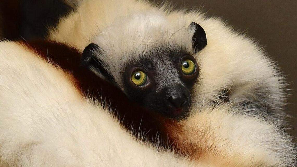 Majorian, a male baby, was born Dec. 19, 2024, at the Duke Lemur Center in Durham. He is the third baby born to mother Lupicina and father Gabe, both part of the center’s conservation breeding program.