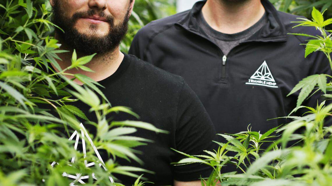 A nursery in RTP clones hemp plants that thrive on NC land where tobacco once grew