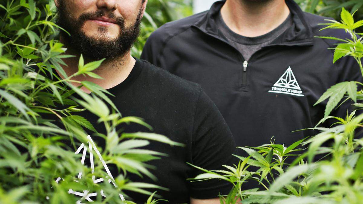 A nursery in RTP clones hemp plants that thrive on NC land where tobacco once grew