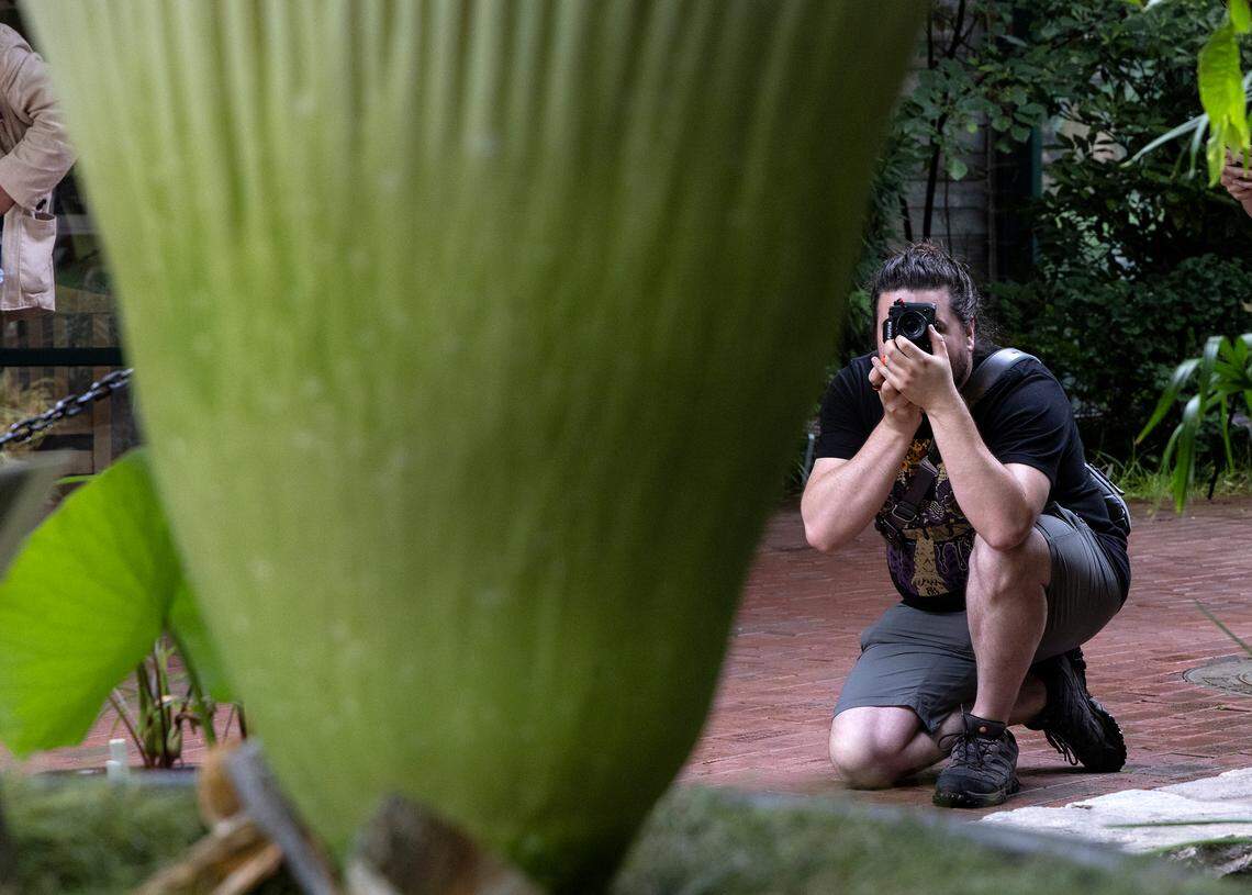 A person photographs a corpse flower in bloom at JC Raulston Arboretum on Wednesday, June 21, 2023, in Raleigh, N.C.