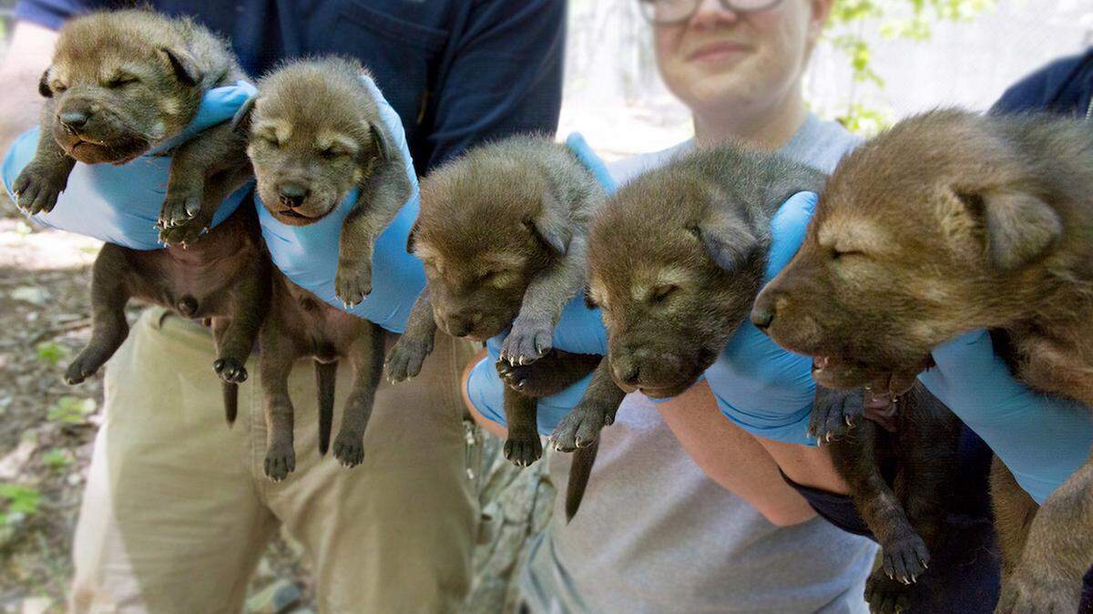Five red wolf pups born at the North Carolina Zoo on April 15, 2018.