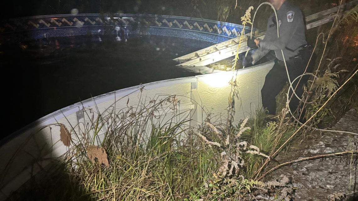 A sheriff’s deputy responded to a call in Chatham County to help free two deer from a residential swimming pool on Nov. 17, 2023.