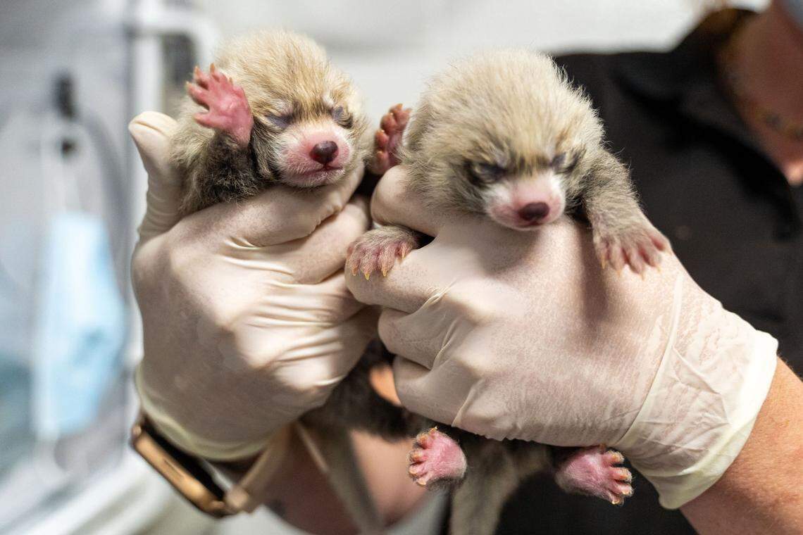 The newborn pandas join their older brother, Ravi.