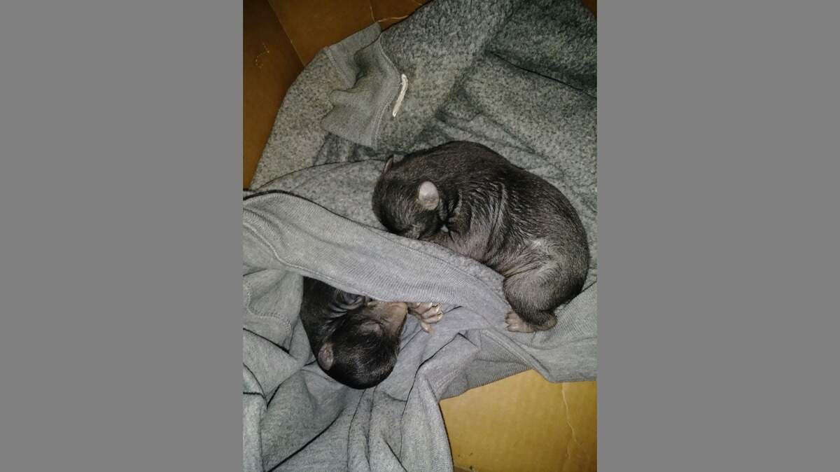 A North Carolina man found a box of bear cubs in his yard, police say. No one knows how they got there.
