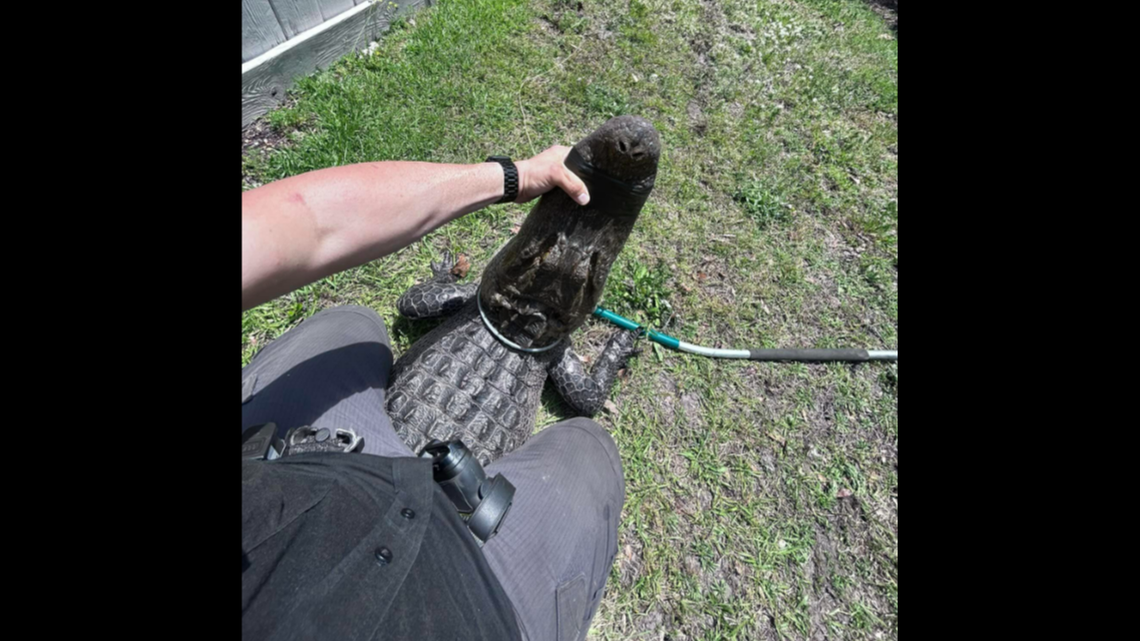 A 9-foot alligator wandered into someone’s fenced-in yard in Sunset Beach, North Carolina, and got stuck when the gate slammed shut behind it.