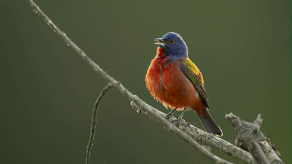 The ‘rock star’ of birds is back at Dix Park, and fans are flocking there
