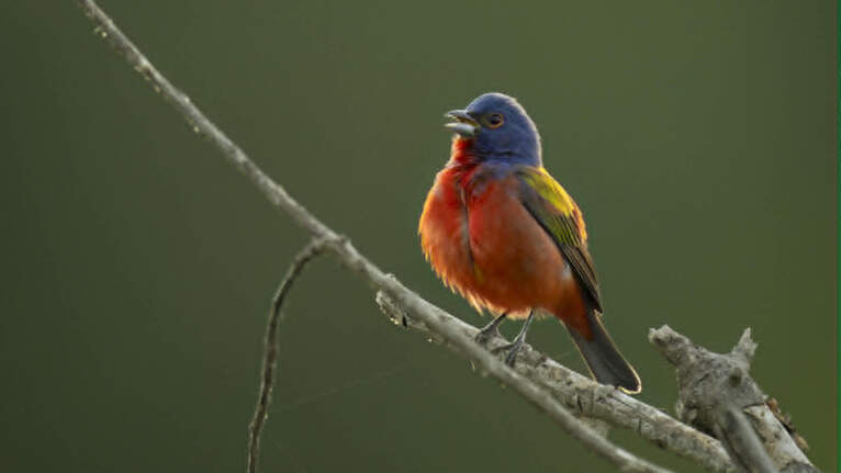 The ‘rock star’ of birds is back at Dix Park, and fans are flocking there