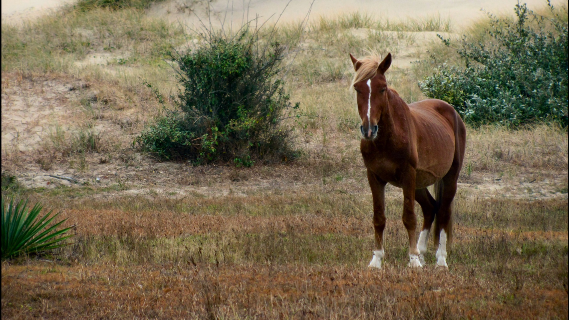 Wild horse deemed a ‘serious threat’ removed from NC’s Outer Banks, officials say