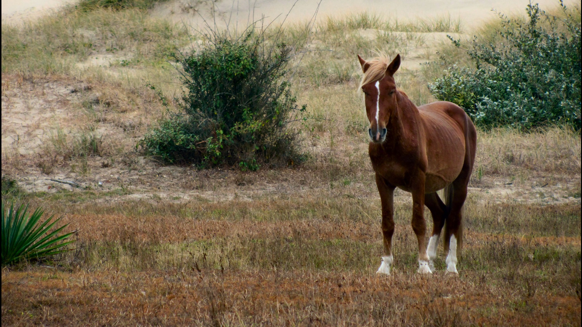 Topnotch is considered “advanced in age” and he did not have a harem of mares under his protection when he was removed from the wild, the Corolla Wild Horse Fund reports