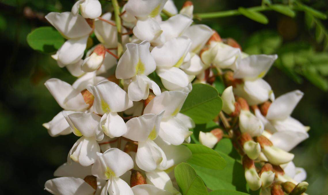 Black Locust is found in dry woods, fields and roadsides throughout the state, but not commonly found in coastal areas.