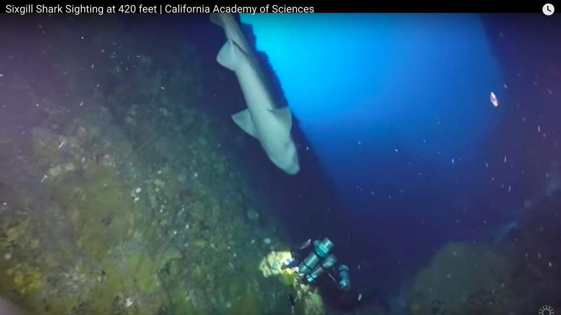 Screenshot of video of scientists with the California Academy of Sciences discovering a new fish while diving. The video captured by their safety officer shows them missing a 10-foot sixgill shark directly overhead.