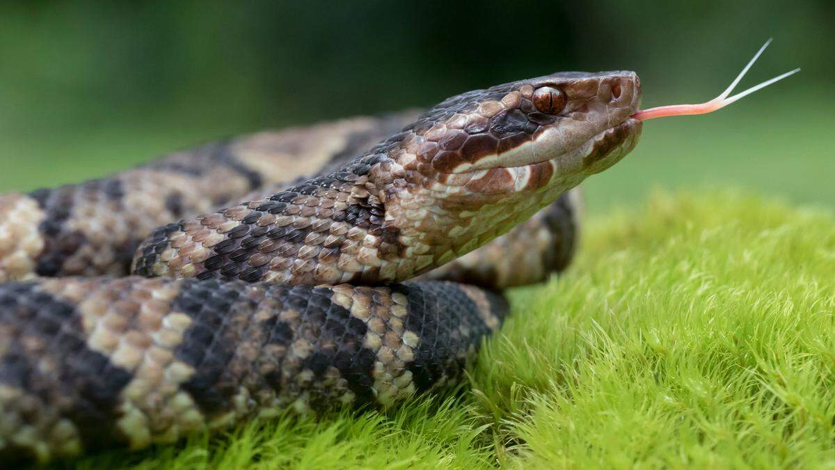 Venomous Cottonmouth / Water Moccasin (Agkistrodon piscivorus) with Forked Tongue