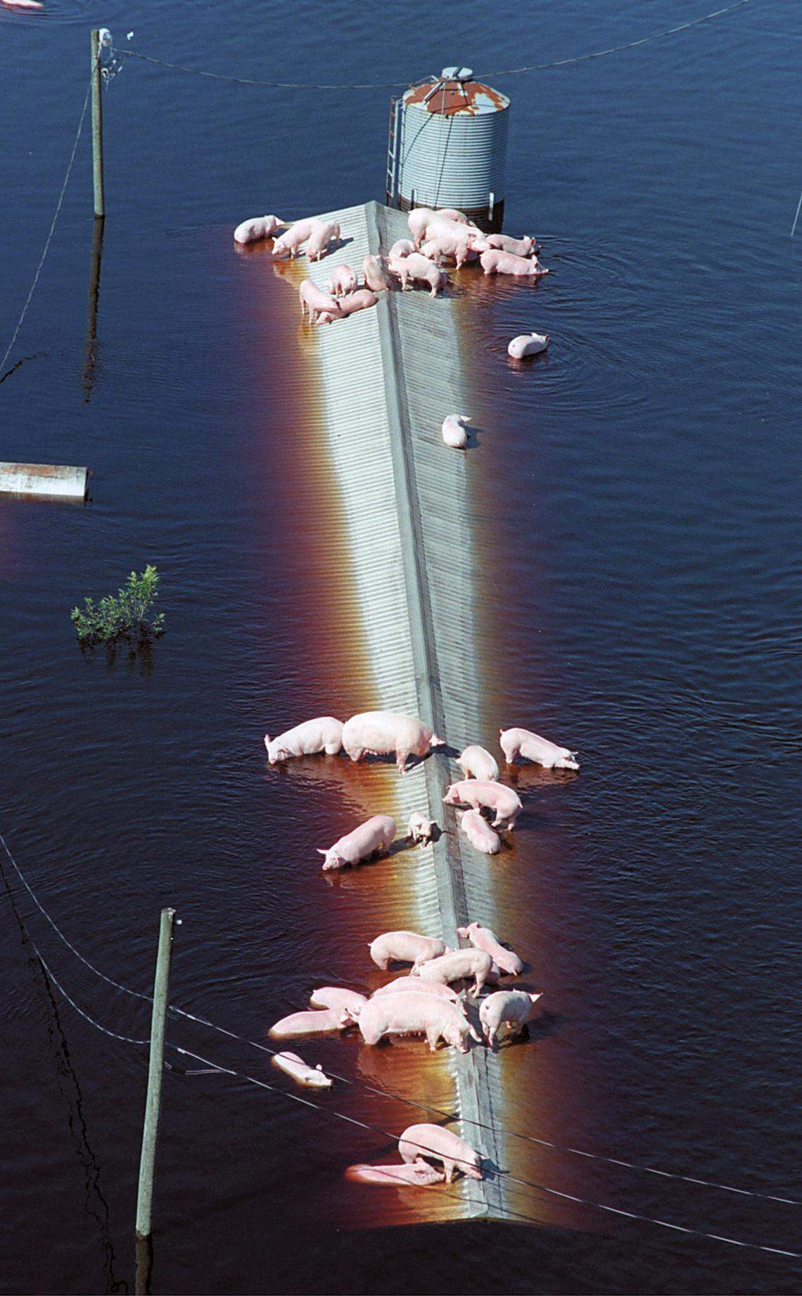 Following Hurricane Floyd in 1999, hogs wait for rescue on a hog barn near Trenton, NC as flood waters from the Neuse River inundated a farm.
