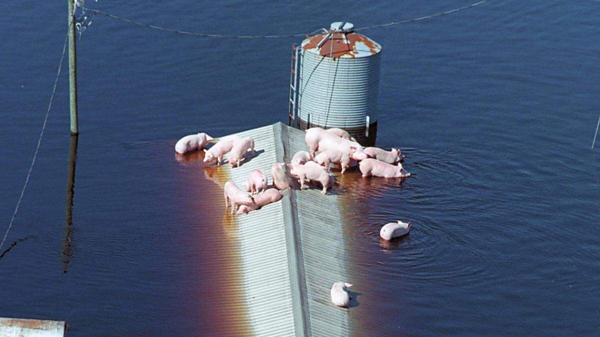 Following Hurricane Floyd in 1999, hogs wait for rescue on a hog barn near Trenton, NC as flood waters from the Neuse River inundated a farm.