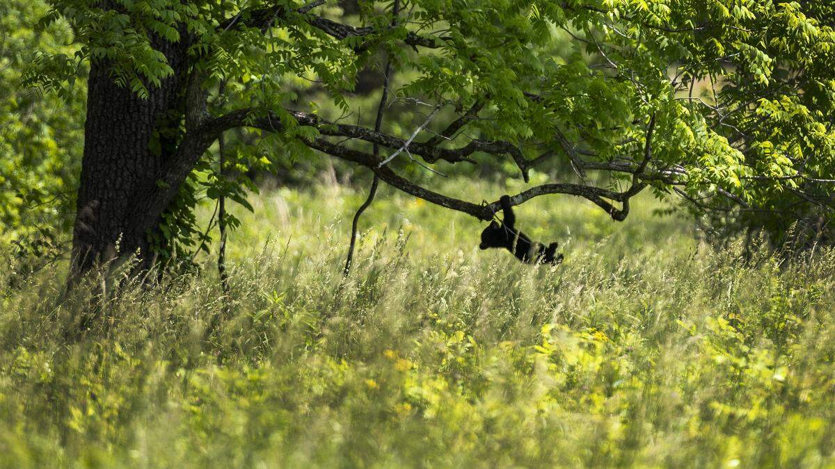 A bear cub clings to a low-hanging tree limb along Cades Cove Loop Road in Great Smoky Mountains National Park during one of the park’s vehicle-free days on Wednesday, May 20, 2026. Cades Cove Loop Road is closed to motor vehicles on Wednesdays from May 6 through Sept. 30, 2026, allowing pedestrians and cyclists to use the road without vehicle traffic.