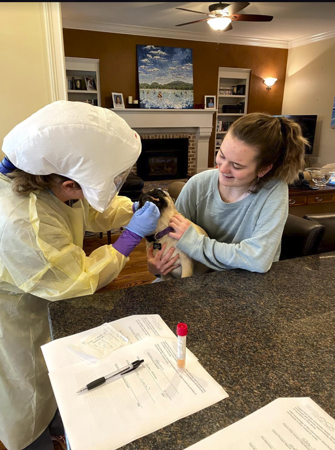 Winston, the pug, being tested for the coronavirus. Duke Health said Monday night it has detected the virus that causes COVID-19 in Winston, possibly the first time, it said, the virus has been confirmed in a dog.