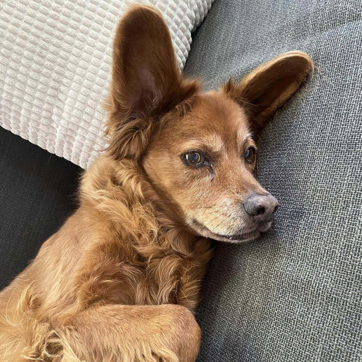 Ted was named a finalist in The News & Observer’s “cutest dog in the Triangle” contest in fall 2024.