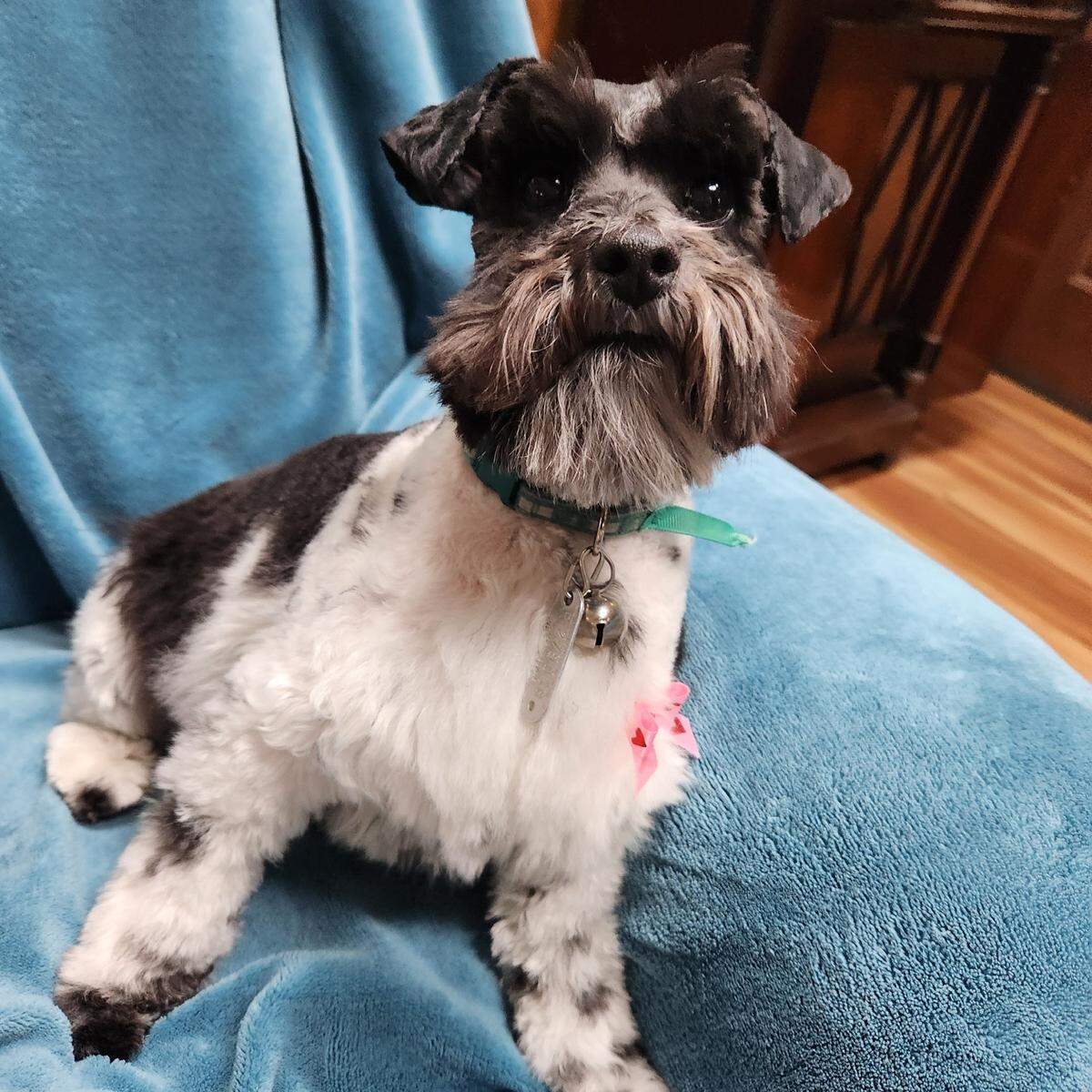 Lacey was named a finalist in The News & Observer’s “cutest dog in the Triangle” contest in fall 2024.