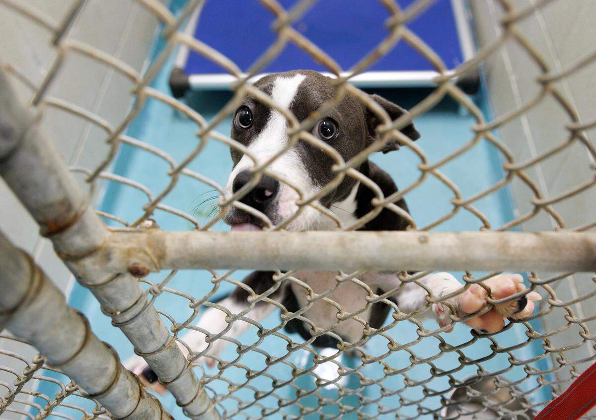 Izzy, a Pitbull, looks out from her enclosure at the Animal Protection Society of Durham on Tuesday, July 1, 2025.