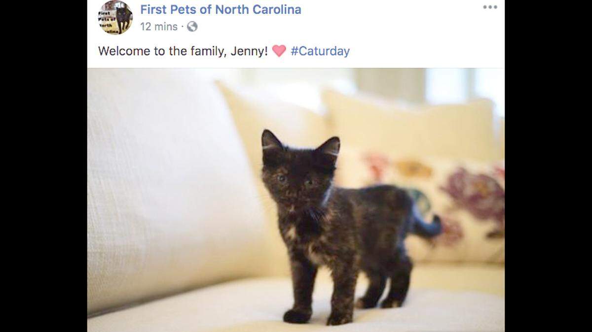 A screenshot of a social media post showing a kitten found at the North Carolina Governor’s Mansion and taken in by Gov. Roy Cooper and family.