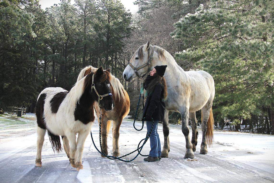 Mace Kreed takes Gala, a Percheron horse, and ponies Dan and Tonka to the barn for morning grain at Sunrise Community Farm outside Chapel Hill on Saturday, Jan. 11, 2025. Winter weather doesn’t necessarily make her job harder. “It depends on the horses’ moods,” she said. “I just can’t feel what I’m doing as much.”