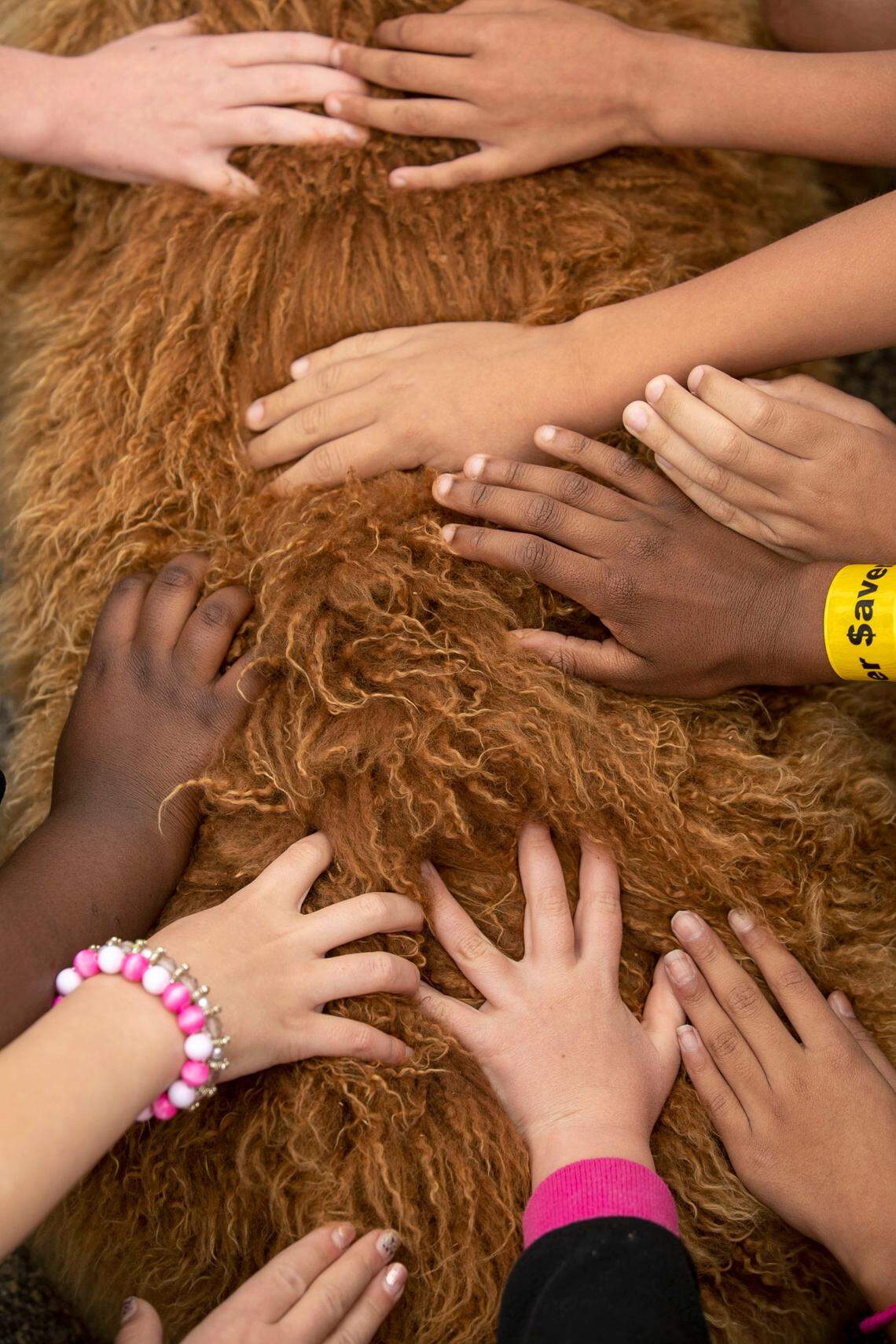 Students in Sarah Knotts’ third grade class experience the touch of Alpaca fleece on Tuesday, April 12, 2022 at Ballentine Elementary School in Fuquay-Varina, N.C. Hundreds of students as Ballentine got the opportunity to pet Pumpkin and have their photo take with the visiting Alpaca.