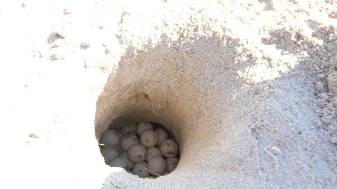 Turtle eggs from a relocated nest on Topsail Island. When turtles lay their eggs too close to the water, eggs submerged by the tide can drown. Turtle Project coordinators relocate nests in danger of water exposure to the sand dunes.