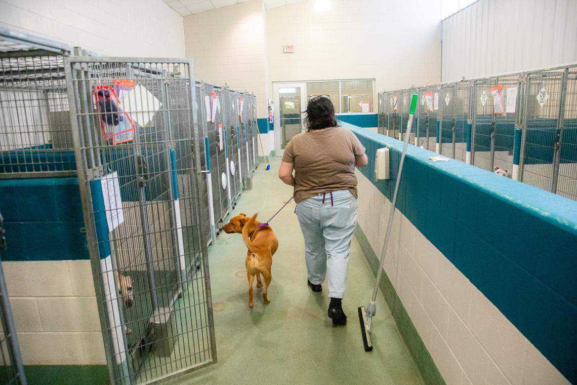 Volunteer Katie Nolfo walks with 3-year-old ‘Skye,’ one of many dogs available for adoption, Friday June 23, 2023 at the Wake County Animal Center in Raleigh.
