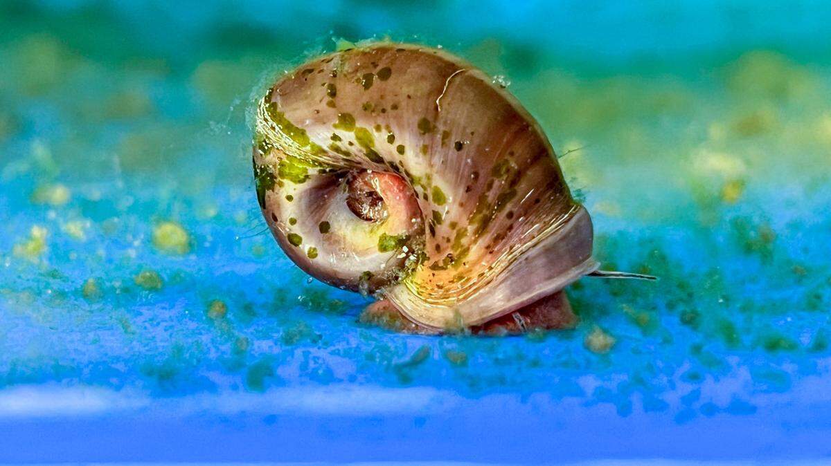 The magnificent ramshorn is one of two imperiled species that has been reintroduced to the wild under a Safe Harbor Agreement between the N.C. Wildlife Resources Commission and U.S. Fish and Wildlife Service. Here, the endangered snail is shown at biologist Andy Wood’s snail refuge in Hampstead.