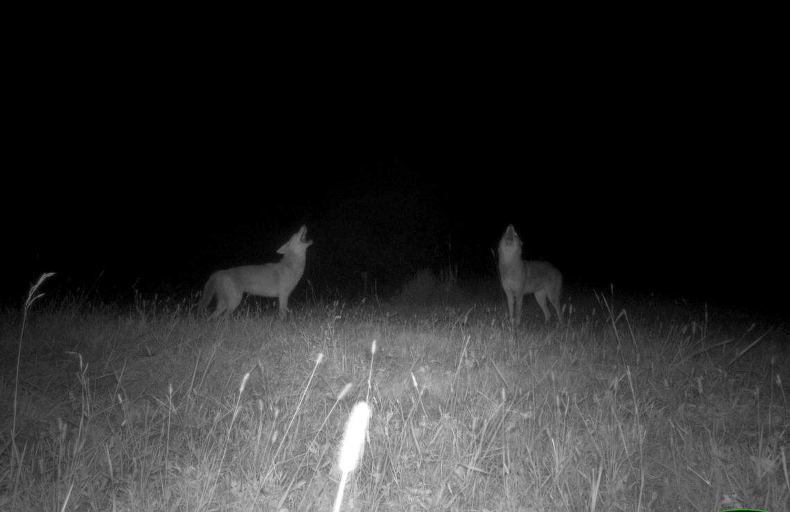 Red wolves trigger a Woodlands Network trail camera in an eastern North Carolina wildlife refuge. The wild red wolf population dwindled to as few as seven wolves in the wild in recent years. There are between 32 and 34 red wolves in the wild now, according to the U.S. Fish and Wildlife Service, with 278 in captivity.