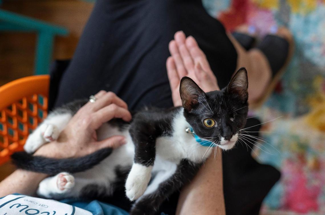 Kayleigh Posey cradles one of the cats at the Right Meow Cat Cafe on Monday, July 3, 2023 in Fuquay-Varina, N.C. Posey and her husband Damion will open their business this week on S. Main Street. All of the cats are available for adoption.
