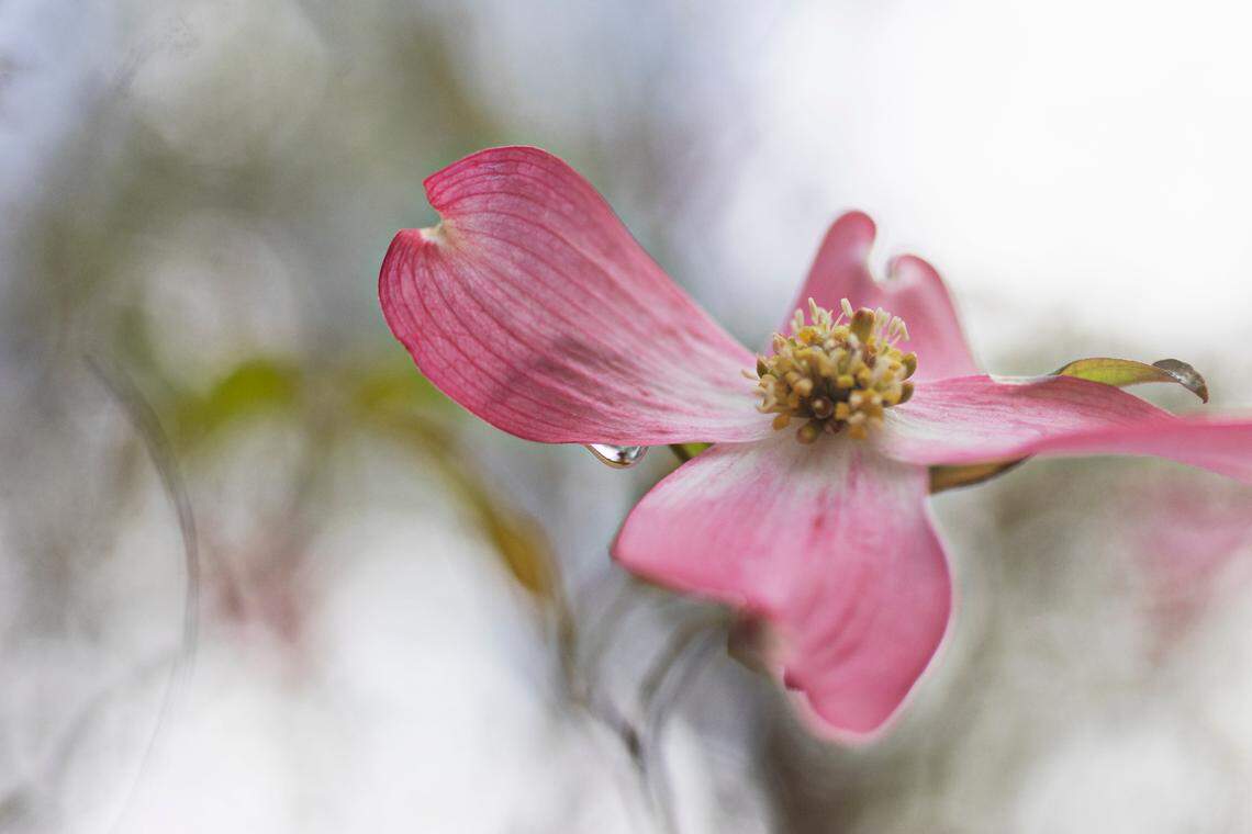 Pink dogwood blooms at Hemlock Bluffs Nature Preserve in Cary on Friday, April 8, 2022.