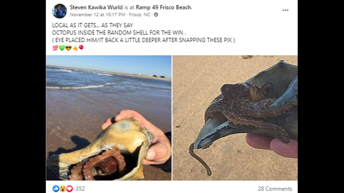 Steven Kawika Wurld reported Nov. 12 that he found an octopus in a seashell while visiting Ramp 49 Frisco Beach on the Outer Banks.
