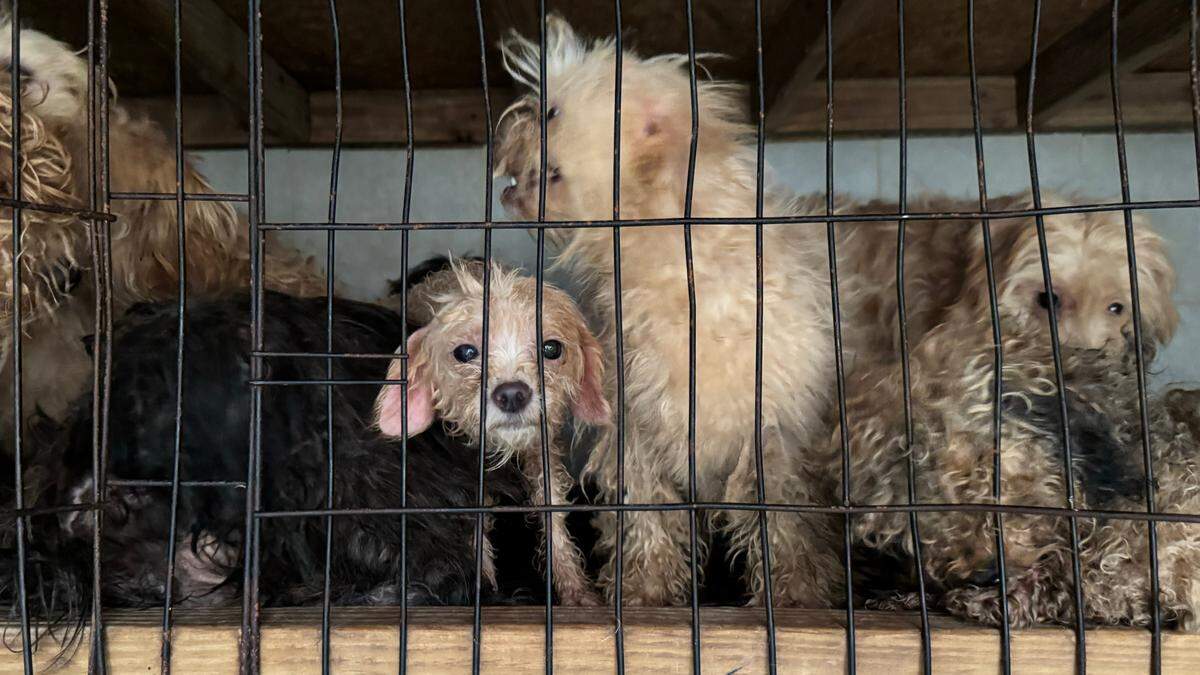 People interested in helping the animals removed from a Raleigh home may adopt them or donate to local rescues.