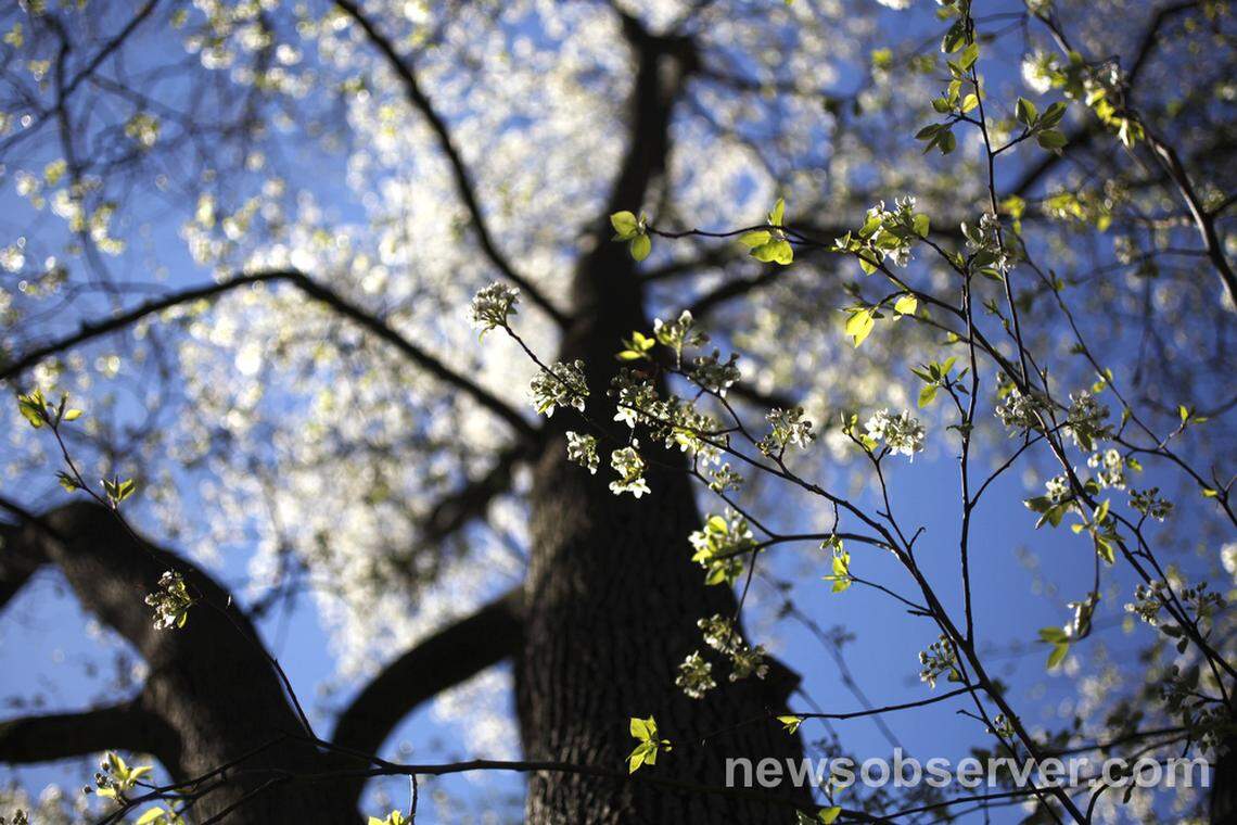 Bradford Pear at the Raleigh Rose Garden.