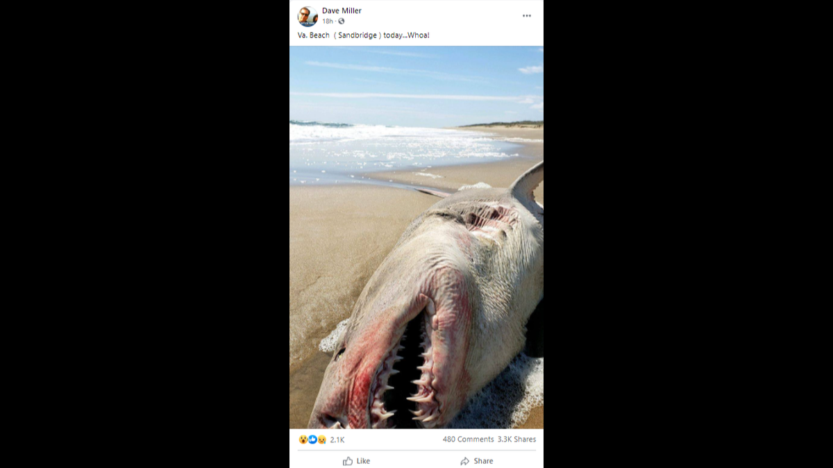 A dead shark was found washed up on the shore near Virginia Beach, Virginia.
