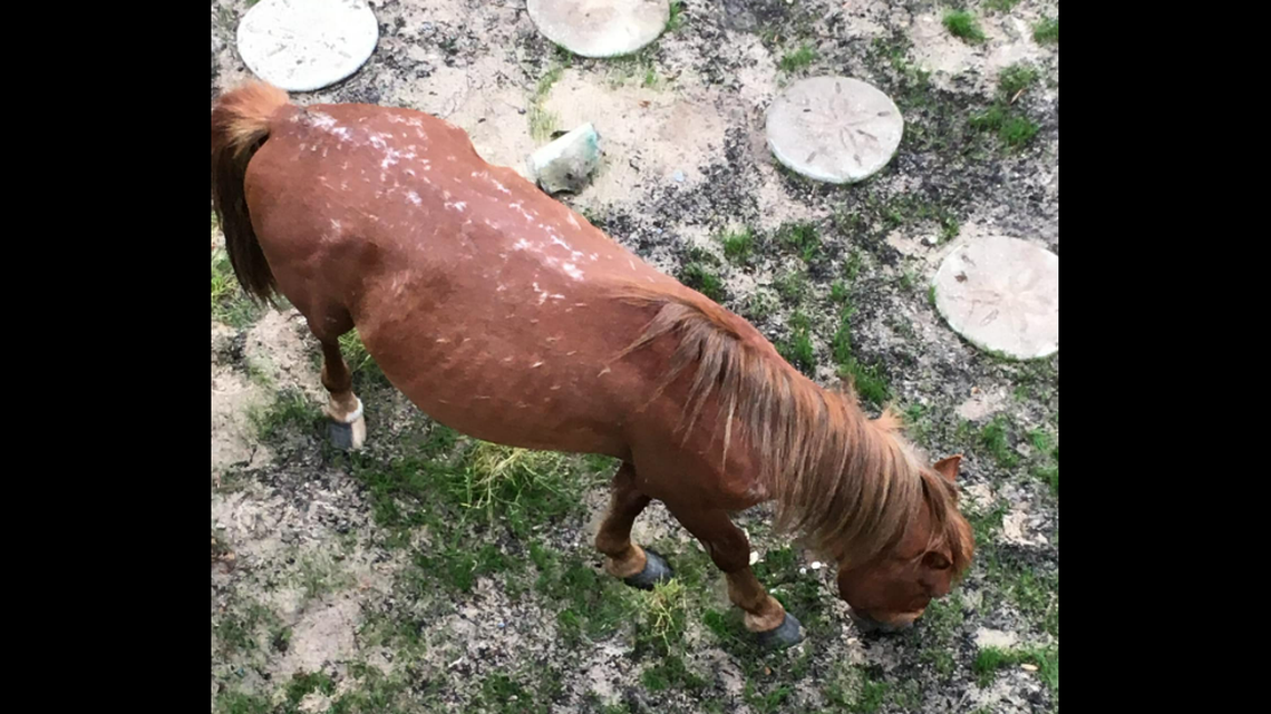 Mysterious spots are being reported on the backs of the wild horses roaming North Carolina’s Outer Banks, and the “very primitive type of marking” isn’t something that can be easily explained, according to the Corolla Wild Horse Fund.