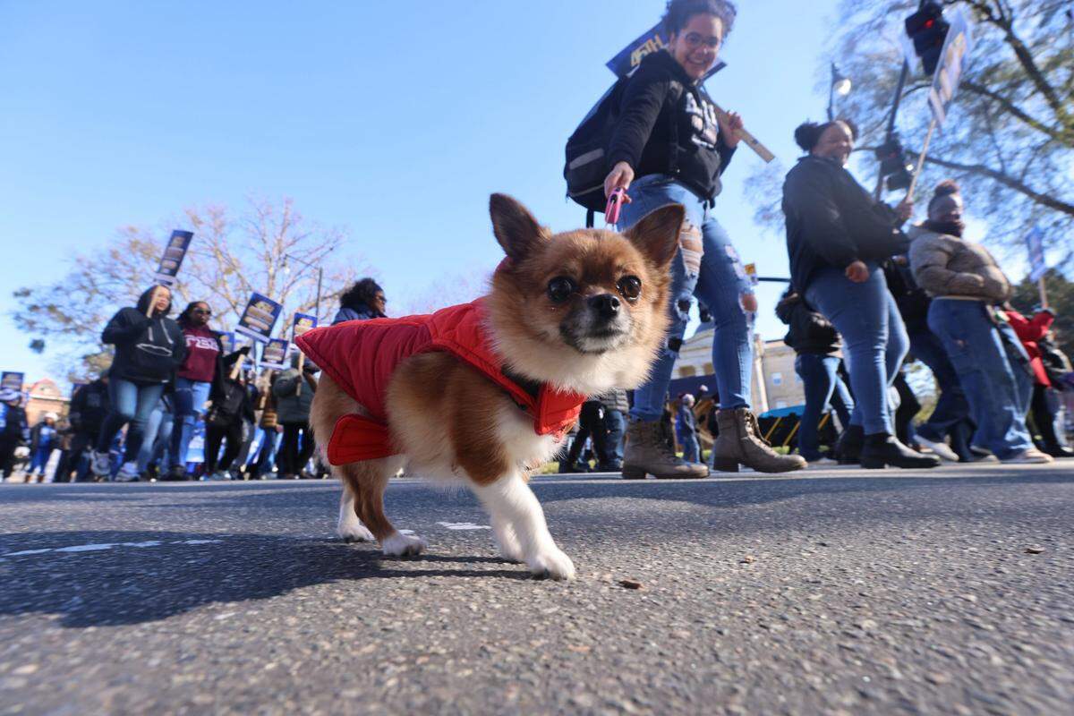 Parade-goers, including Eiriana Livingston of Raleigh and her Pomeranian-Chihuahua mix, Luna, march during the 45th annual Martin Luther King Jr. Memorial March in downtown Raleigh on Monday, Jan. 20, 2025.