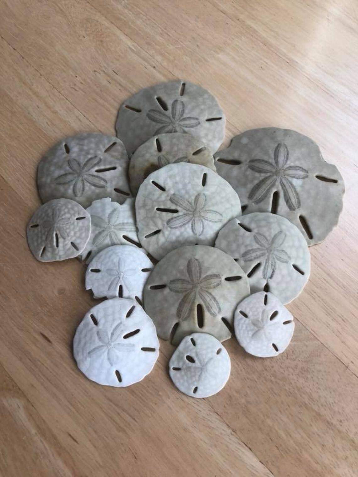 Mary Castellow Coble’s sand dollar haul from her first trip to Sand Dollar Island.