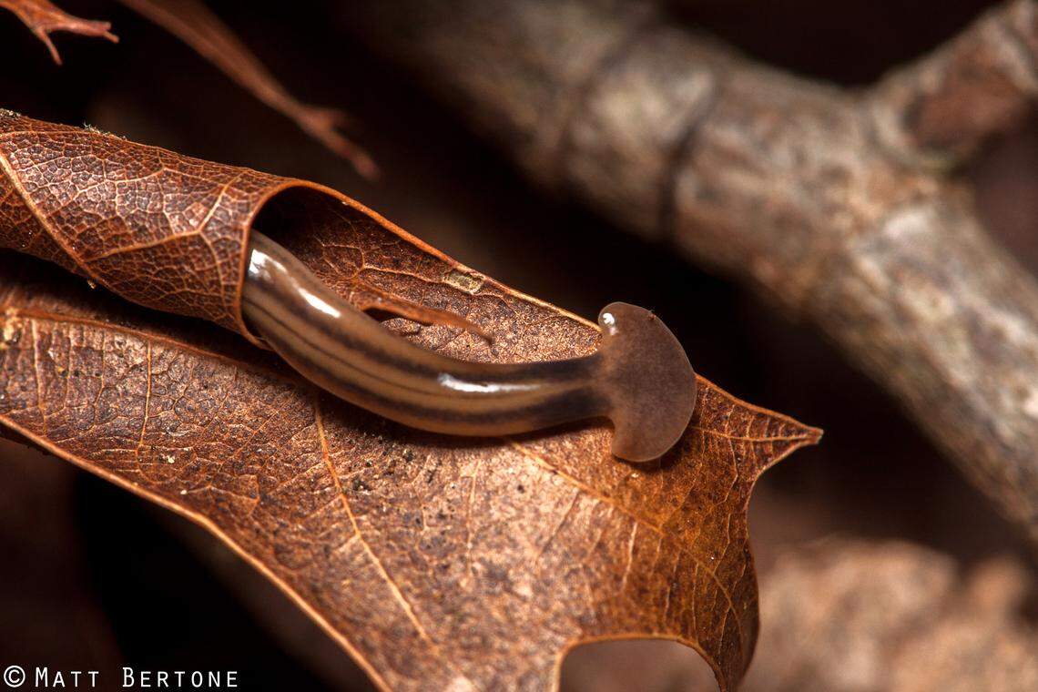 Bipalium kewense, a species of flatworm in North Carolina.