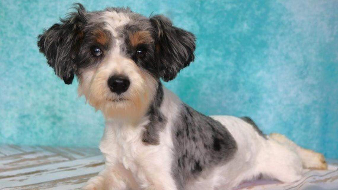 Eighty-five dogs and puppies, out of the 214 originally seized last month from a suspected puppy mill in Bear Creek, are ready to embark on their journey to loving homes, the Chatham County Sheriff’s Office said.